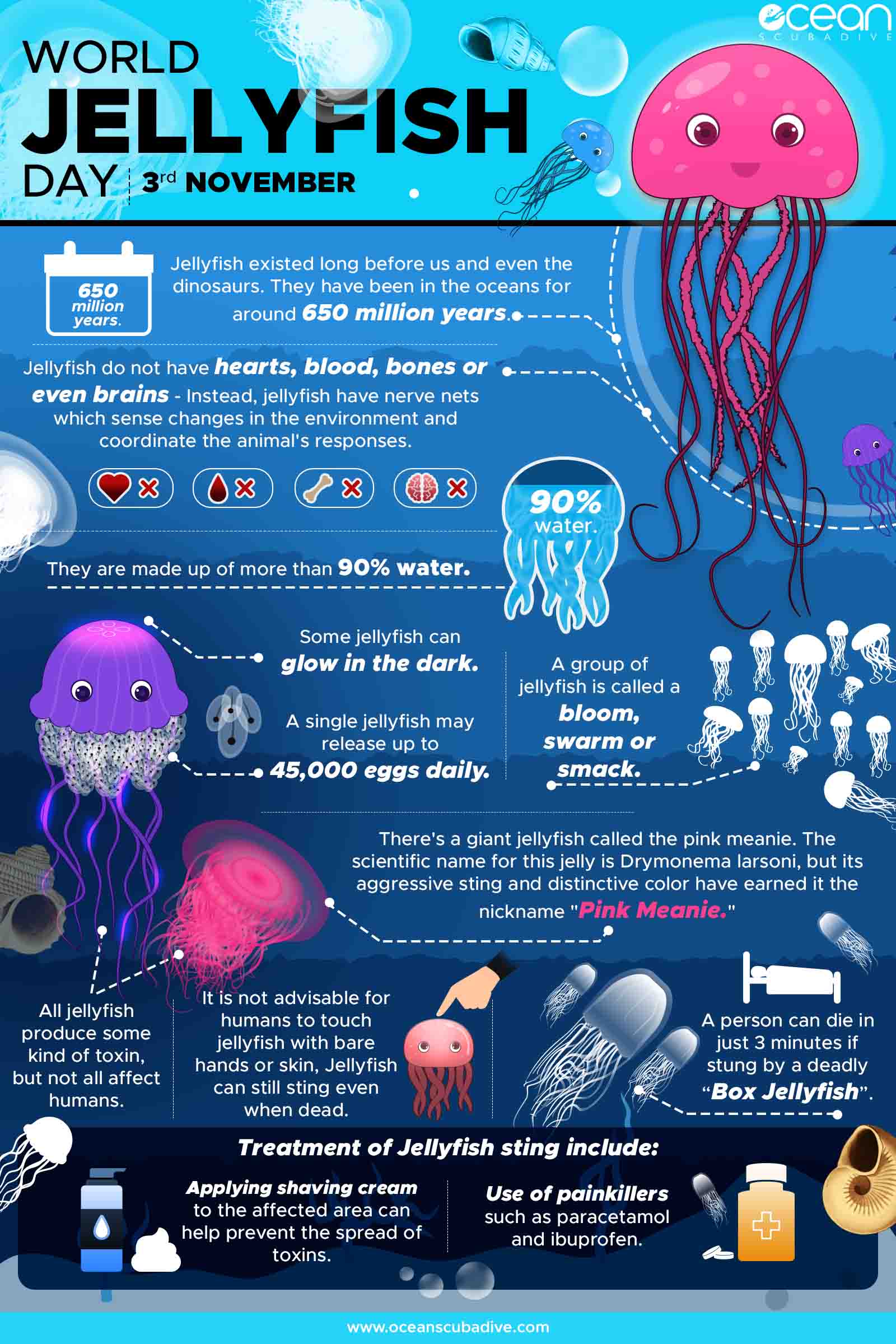 Types of Jellyfish [10 Different Jellyfish Species] Ocean Scuba Dive