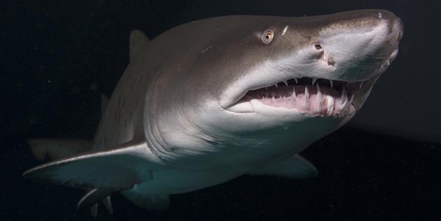 Endangered Shark Species Sand Tiger Shark