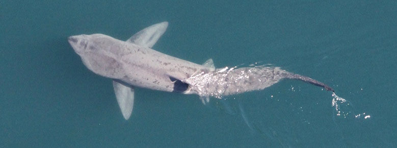 Adopt a Basking Shark