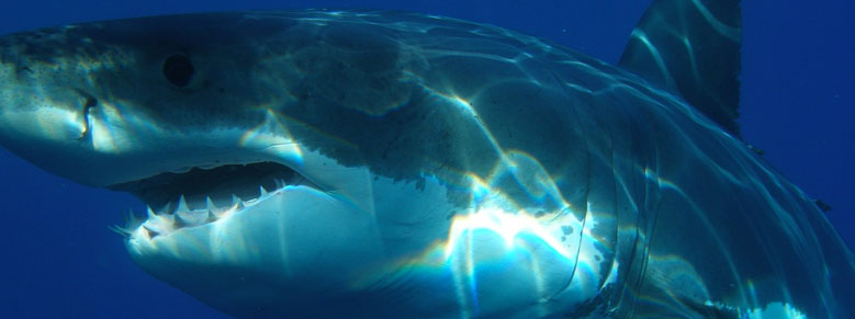 Adopt a Great White Shark